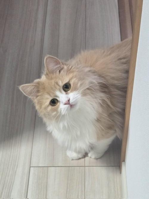 ひょっこり姿を現す猫のマシュちゃん