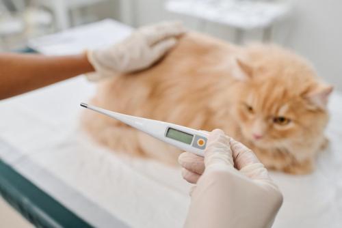 体温を測る猫