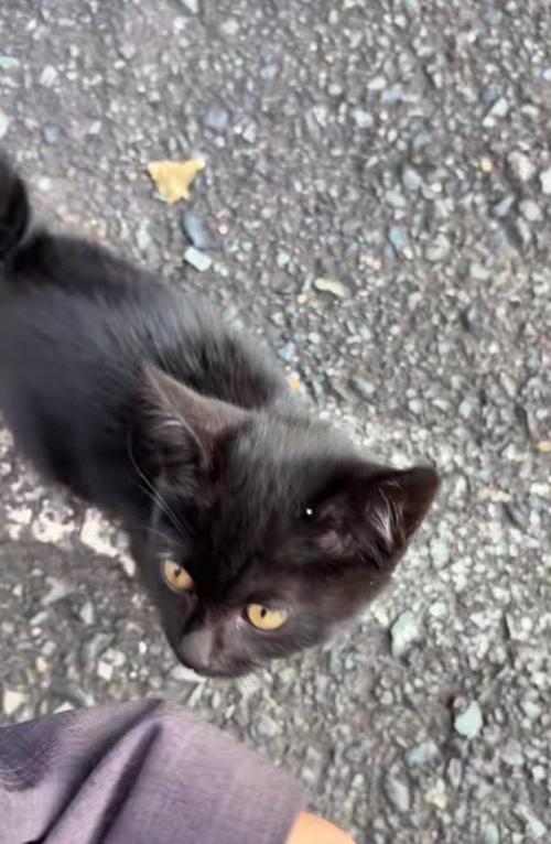 足元の黒猫