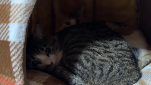 りんちゃんとすずちゃん