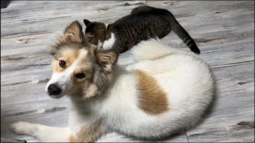 タナちゃんとりんちゃん