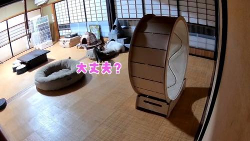 近づくりんちゃん