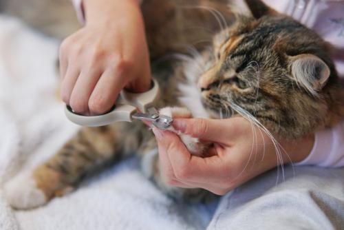 爪を切られる猫