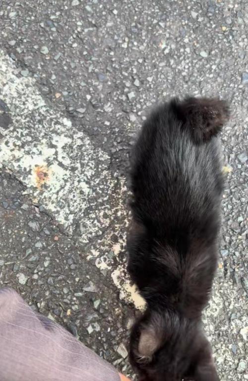 足元の黒猫