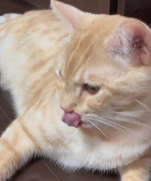 口元を舐める猫