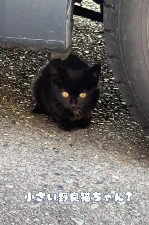 車の下に潜む黒猫