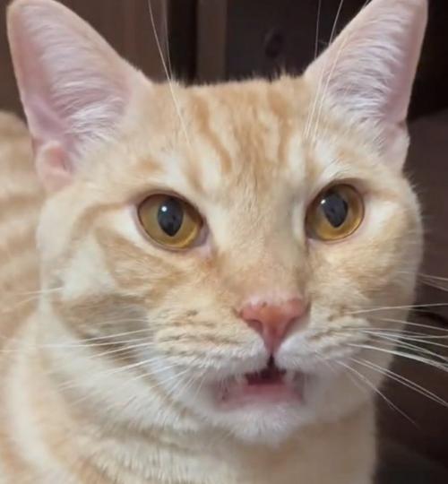 口を開ける猫