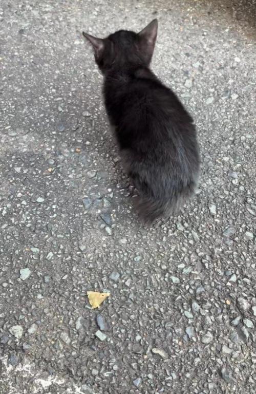 黒猫の背中