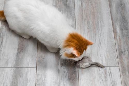 ネズミのおもちゃで遊ぶ猫
