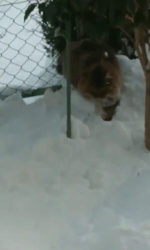 雪の中をやってきた猫