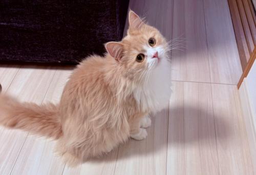 うるんだ瞳で上を見上げる猫のマシュちゃん