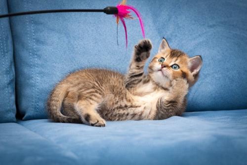 羽根のじゃらしで遊ぶ子猫