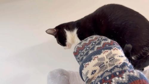 横を向くブッチャーくん