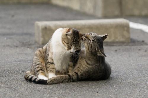 グルーミングする2匹の猫
