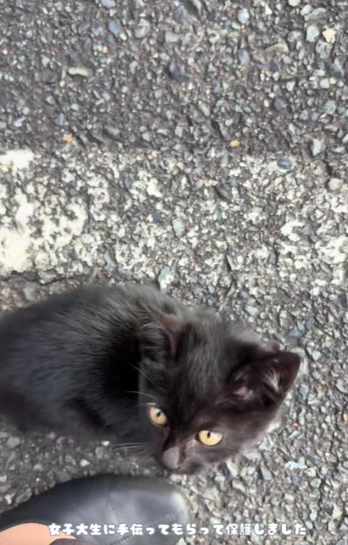 足元の黒猫