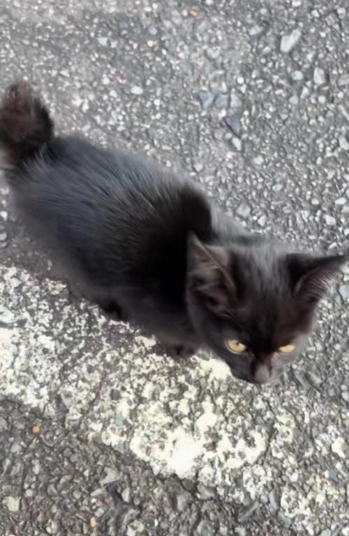 近寄ってきた黒猫