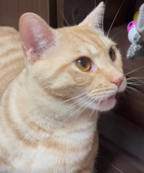 横を向く猫