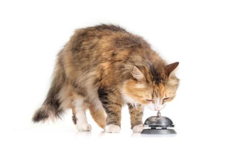 呼び鈴に興味津々な猫