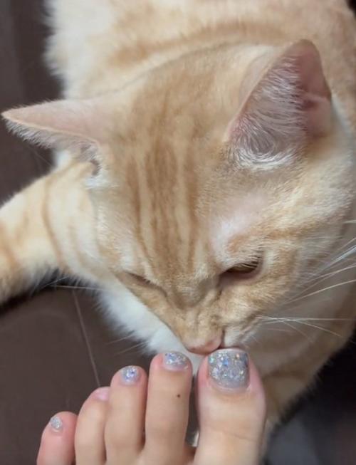 匂いを嗅ぐ猫