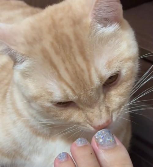 じっくり匂いを嗅ぐ猫