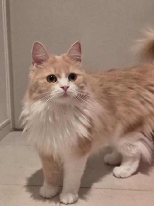 クリーム＆ホワイトの毛柄の猫