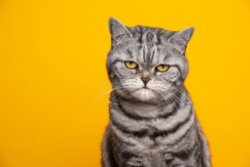 嫌そうな顔の猫