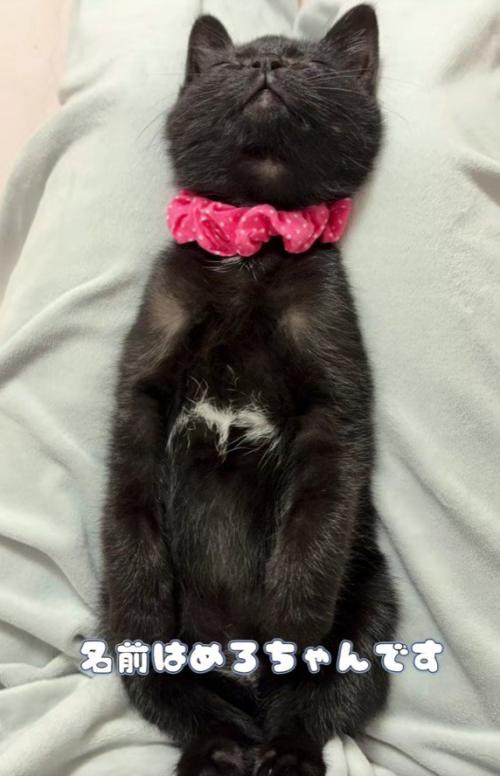 仰向けで寝る黒猫