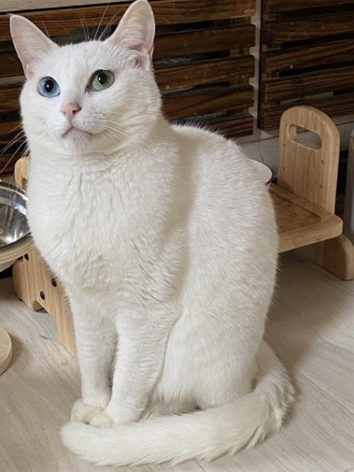 美しく成長した白猫がしっぽを巻いて座る姿