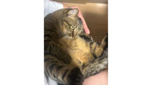 抱かれている猫