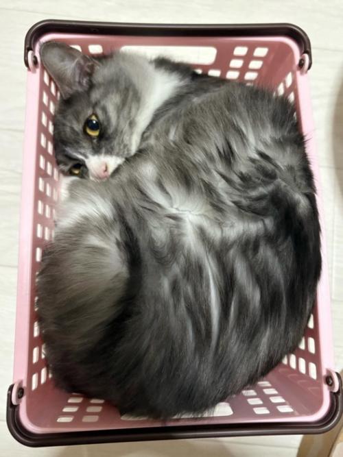 かごに詰まる猫
