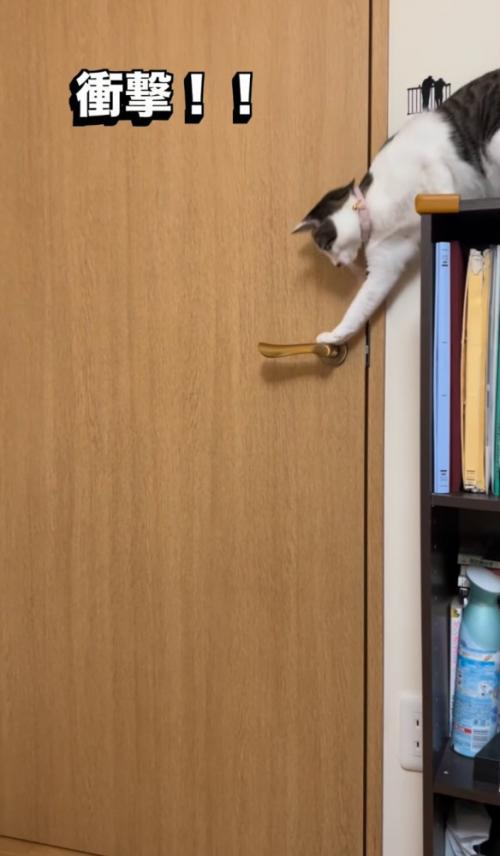 本棚から前足をかける猫