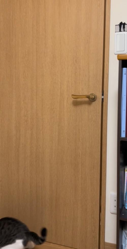 床に降りる猫