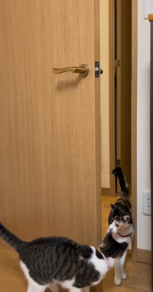 向こう側からドアを開ける猫