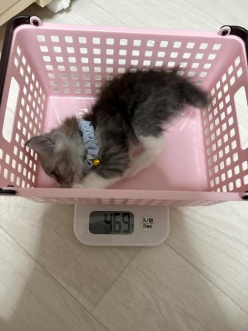 かごの中で横になる子猫