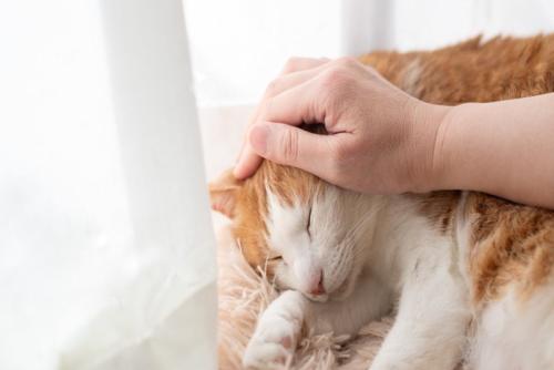 猫を撫でる手