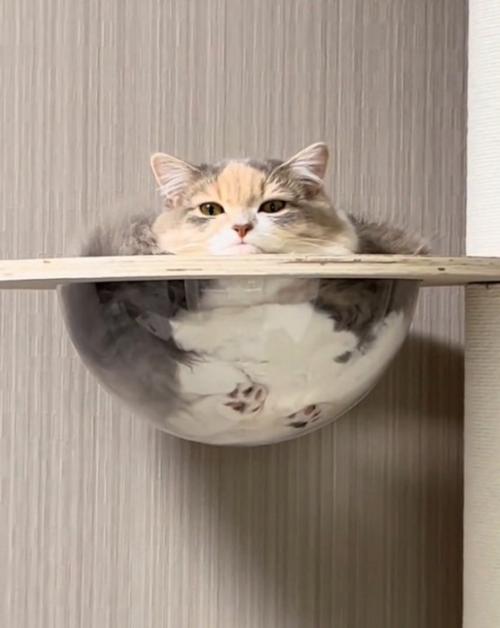 キャットタワーで休む猫