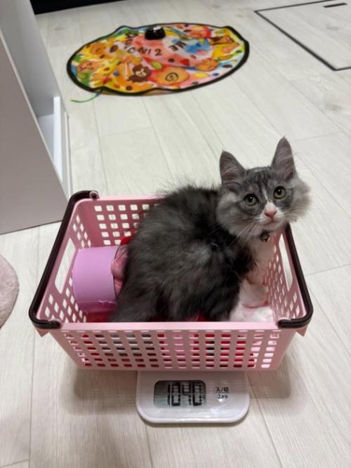 振り向く子猫