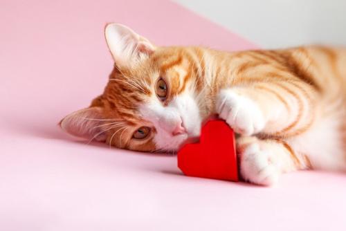 ハートを抱える猫