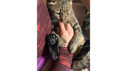 抱かれている猫