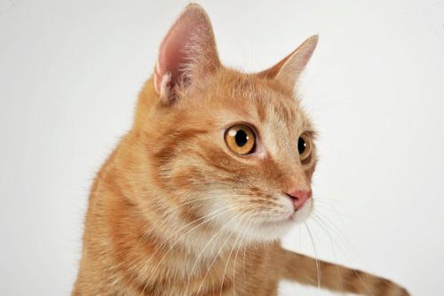 茶猫