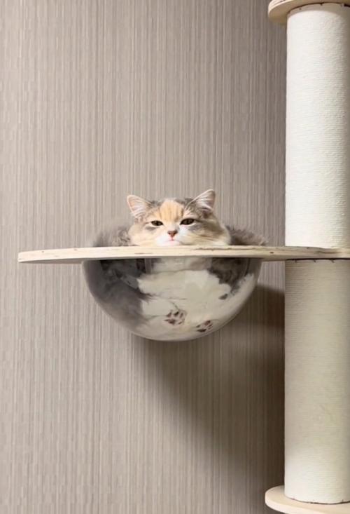 貫禄たっぷりな猫
