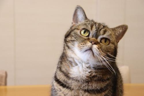 問いかける猫