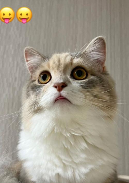 斜め上を向く猫