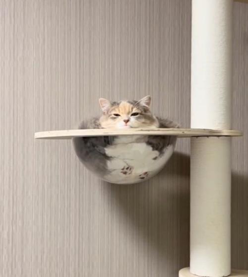 ラスボスみたいな猫