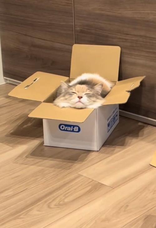 ダンボールに入る猫