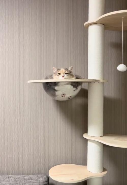 くつろぐ猫