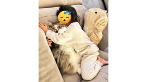 室内にいる猫