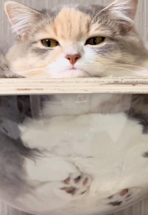 横目の猫
