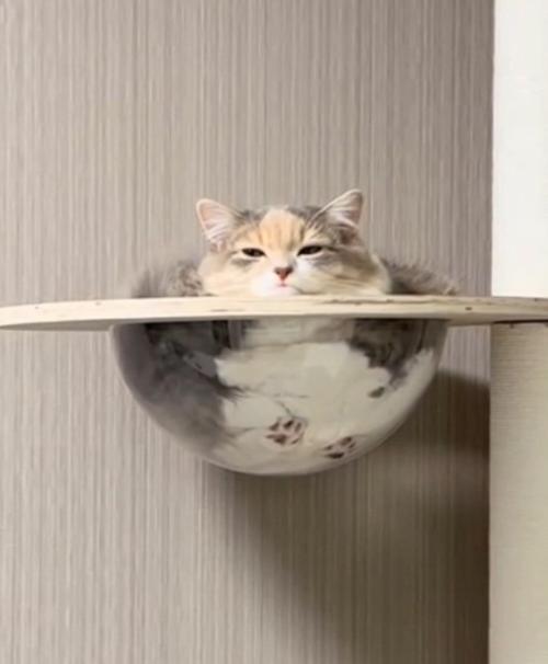薄目の猫