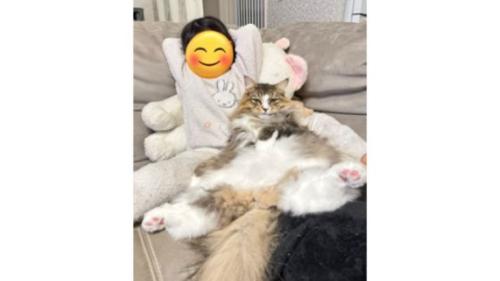 添い寝する猫